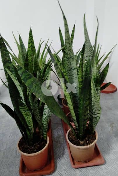 indoor and outdoor plants 3