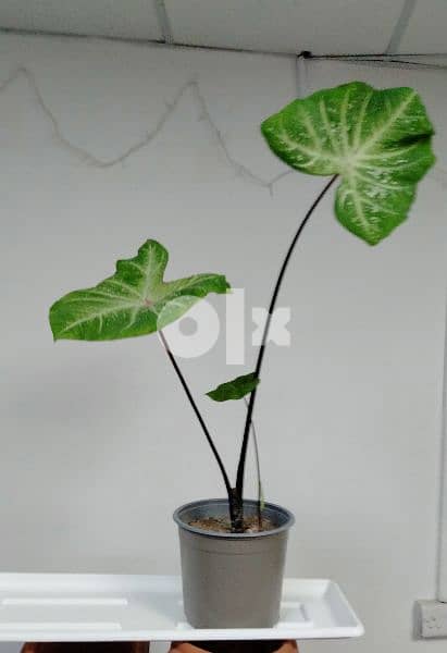 indoor and outdoor plants 9