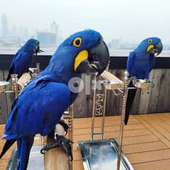 Whatsapp Me (+966 58392 1348) Blue Hyacinth Macaw