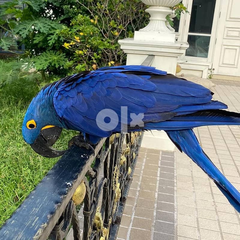 Whatsapp Me (+966 58392 1348) Blue Hyacinth Macaw 2