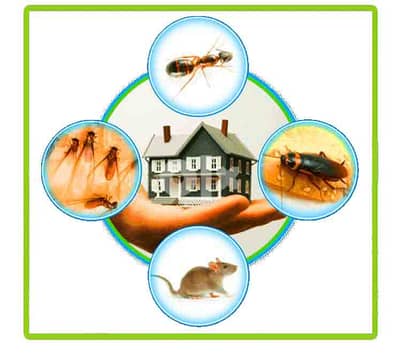 Pest Control Service whattsapp or call me for service