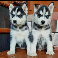 Whatsapp Me (+966 58899 3320) Siberian Husky Puppies 0