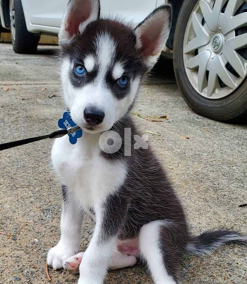 Whatsapp Me (+966 58899 3320) Siberian Husky Puppies 1