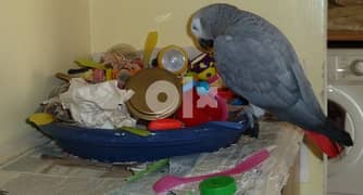 Cute African parrots for sale 0