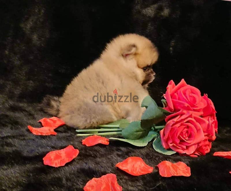 Available Male and Female Pug puppies 9